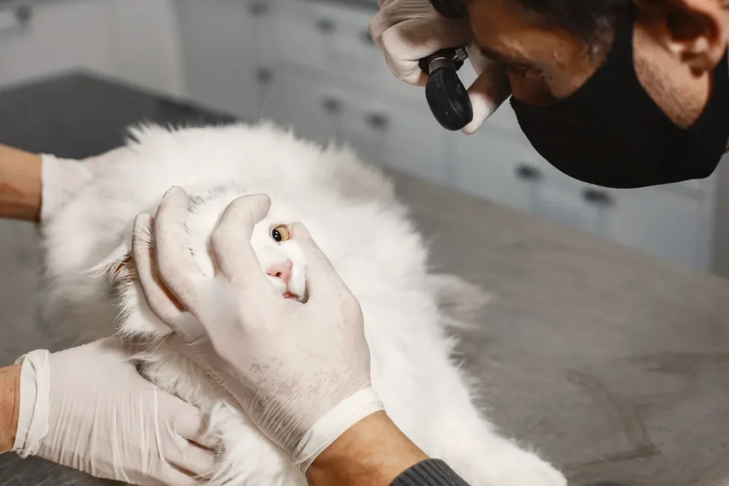 Chat dont la bouche est examinée délicatement, illustrant le contrôle des gencives et des dents