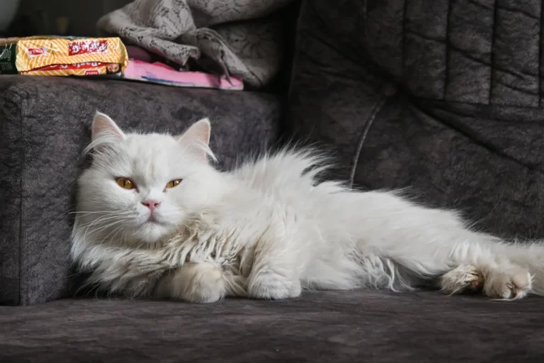Chatte de race Persan visiblement gravide, allongée au calme dans un panier avant la mise bas