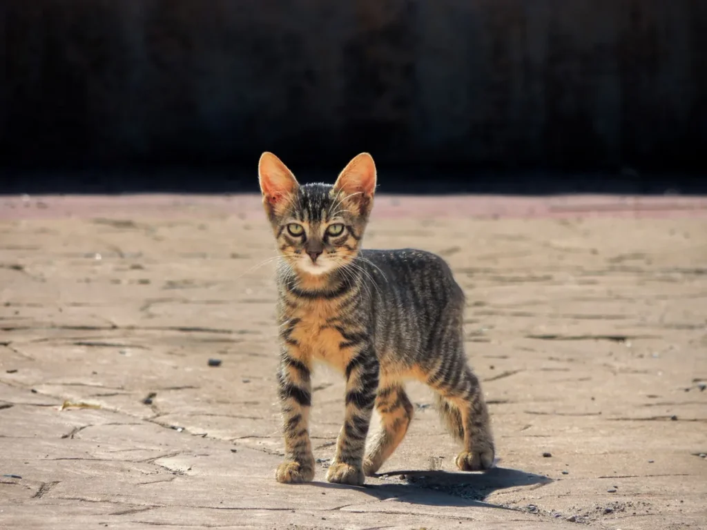 Chat Lykoï au pelage clairsemé et roux, laissant apparaître des zones de peau nue sur le corps