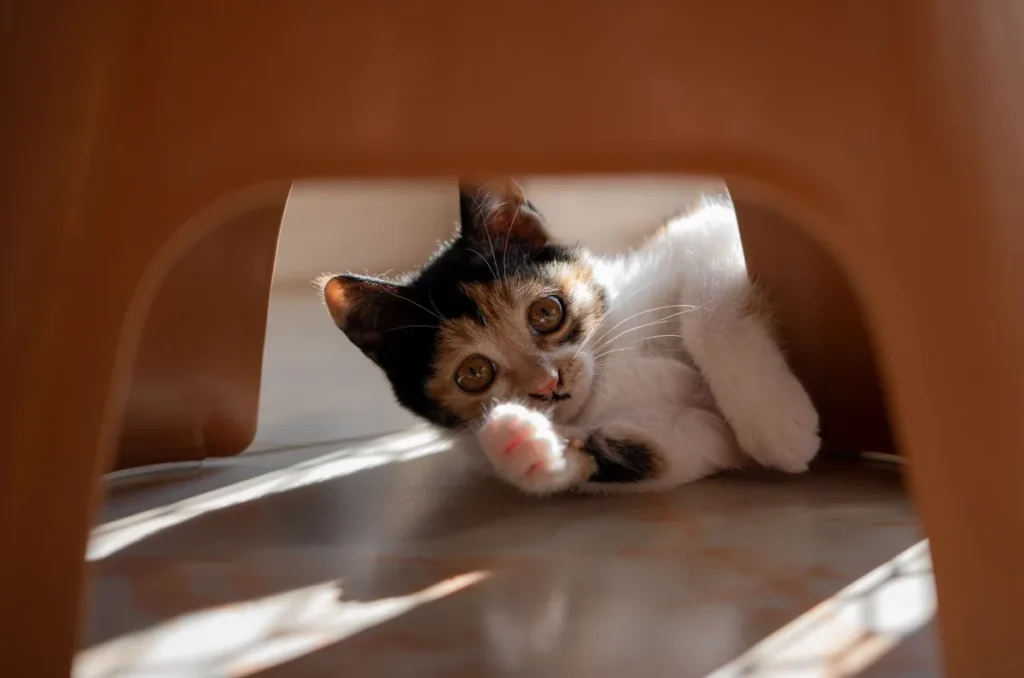Chaton de race Manx, sans queue, observé au sol pendant qu'il se déplace
