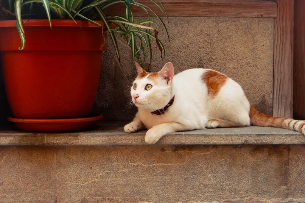 Chat assis près de sa litière, illustrant l'inconfort digestif associé au mégacôlon