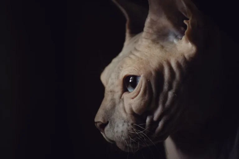 Chat Sphynx sans poil dont la peau plissée illustre la production de sébum propre à la race