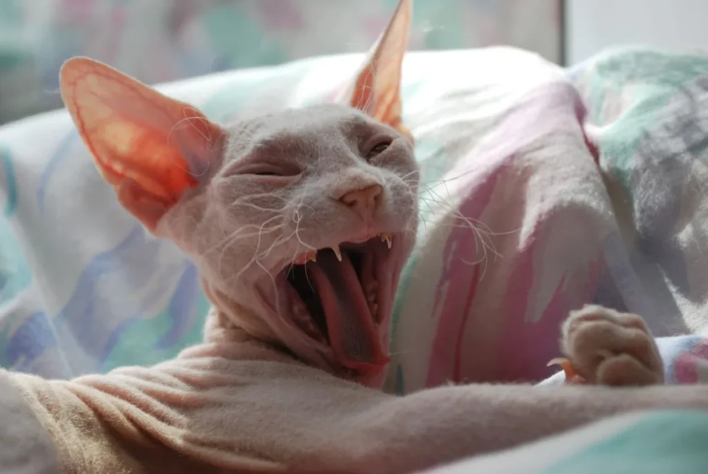 Chaton de race sans poil, gueule entrouverte, illustrant l'examen de la dentition