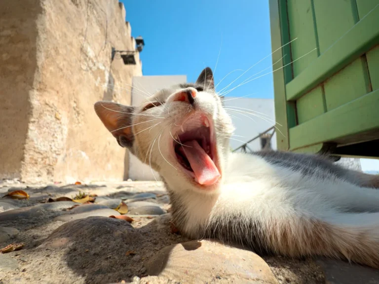 Chat Persan au museau très aplati, illustrant la conformation brachycéphale à l'origine de la gêne respiratoire