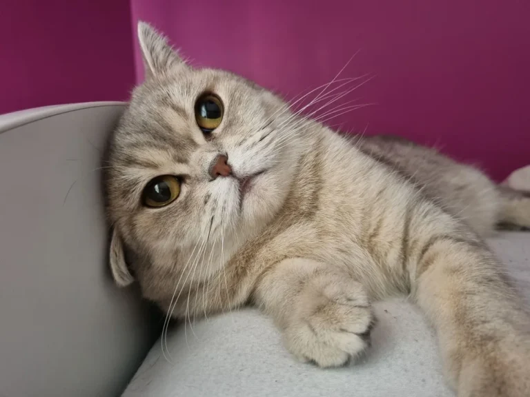 Chat Scottish Fold aux oreilles pliées allongé au sol, illustrant l'atteinte articulaire propre à cette race