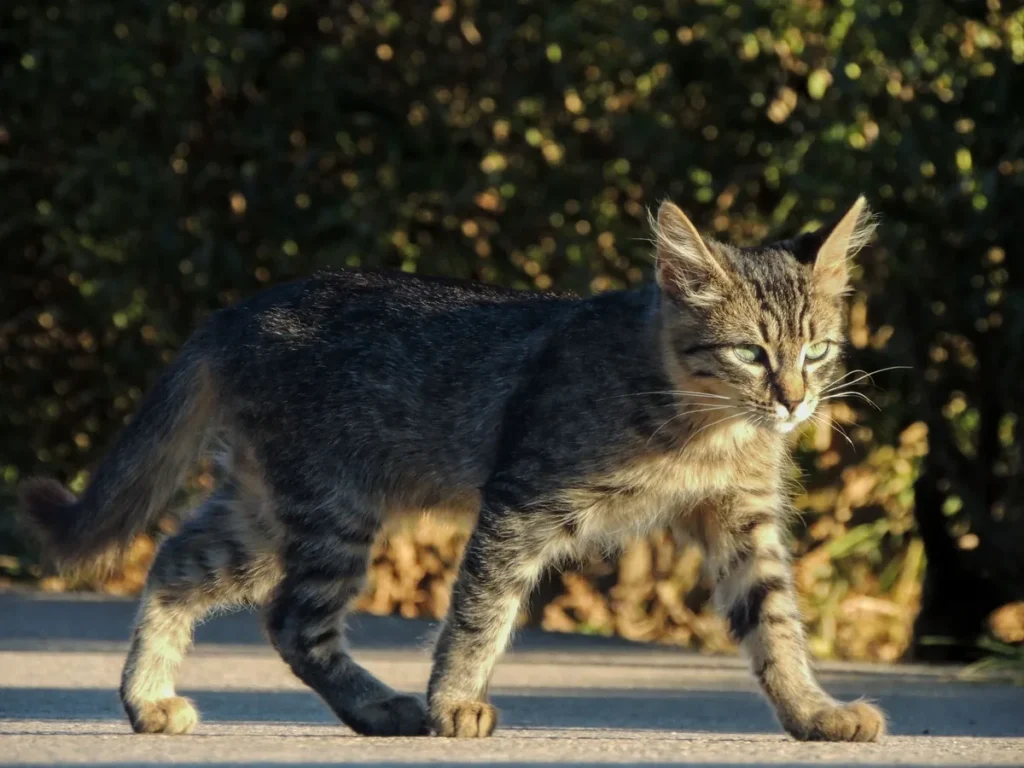 Jeune chat de type siamois qui se déplace, illustrant les races chez lesquelles la mucopolysaccharidose VI a été documentée