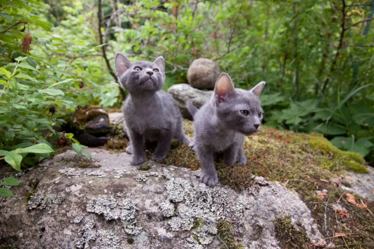 Chaton de type korat au pelage gris bleuté, race chez laquelle les gangliosidoses GM1 et GM2 ont été documentées