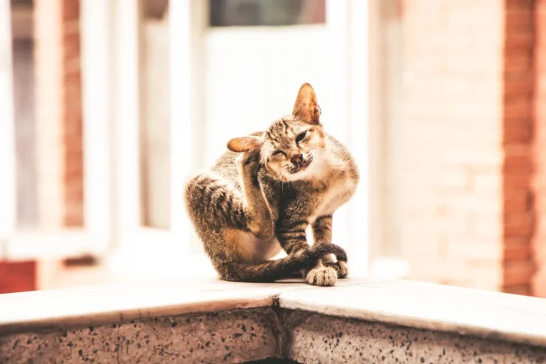 Chat âgé qui se gratte l'oreille avec sa patte arrière, un geste répété qui peut évoquer une otite externe.