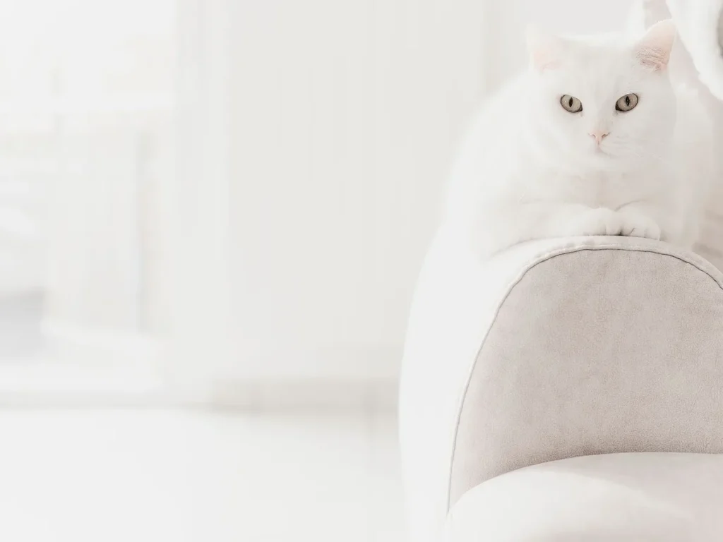 Chat aux pattes courtes hésitant avant de sauter sur un canapé, illustrant une raideur articulaire précoce.