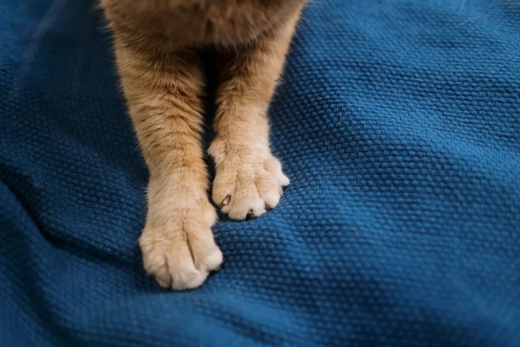 Patte de chat polydactyle montrant des doigts supplémentaires, une caractéristique génétique le plus souvent sans conséquence.