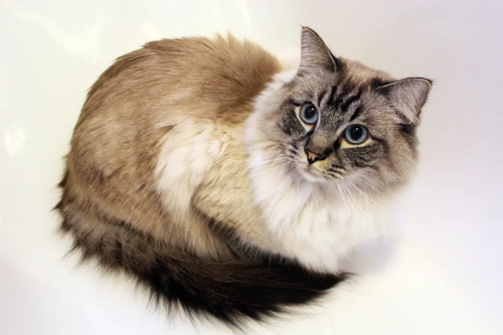 Ragdoll adulte allongé et détendu, illustrant le tempérament très docile de la race