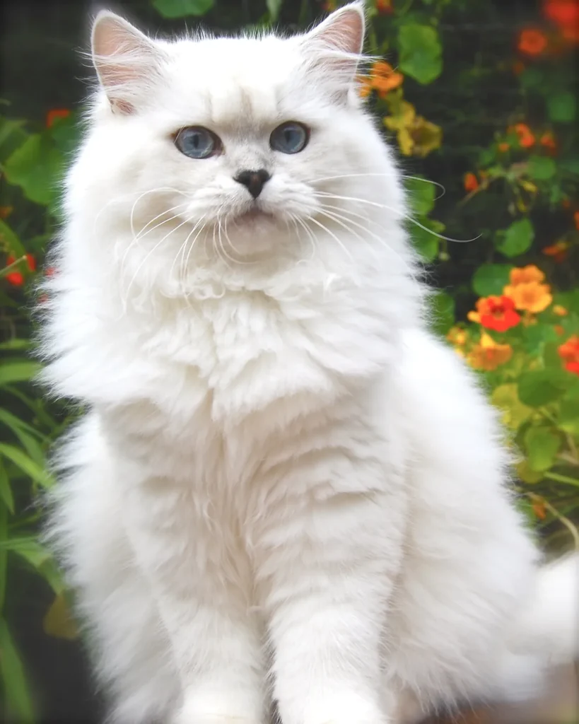 British Longhair adulte au pelage mi-long et dense, assis calmement, illustrant le caractère posé de la race