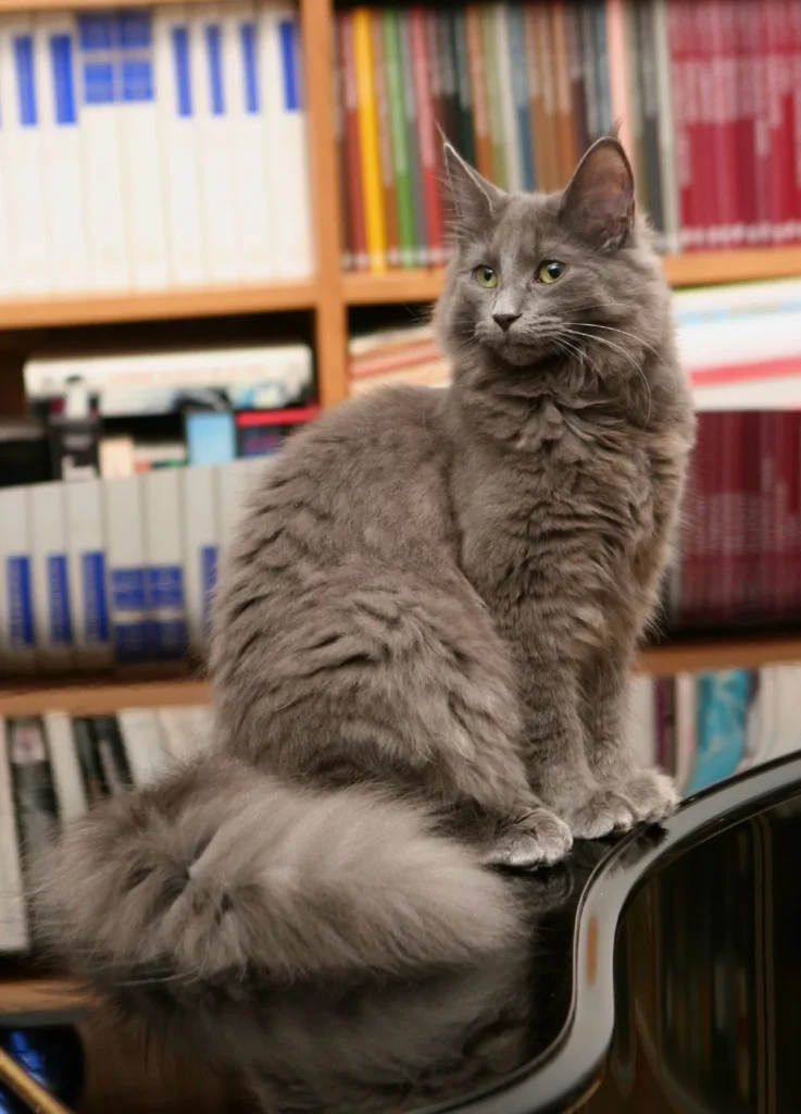 Chat Norvégien adulte au pelage mi-long imperméable, en position de grimpeur, illustrant la carrure athlétique de la race