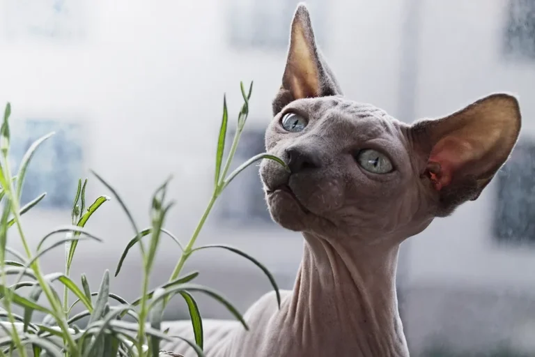 Chat Sphynx adulte sans poil, peau plissée et oreilles larges, assis et attentif, illustrant l'apparence caractéristique de la race