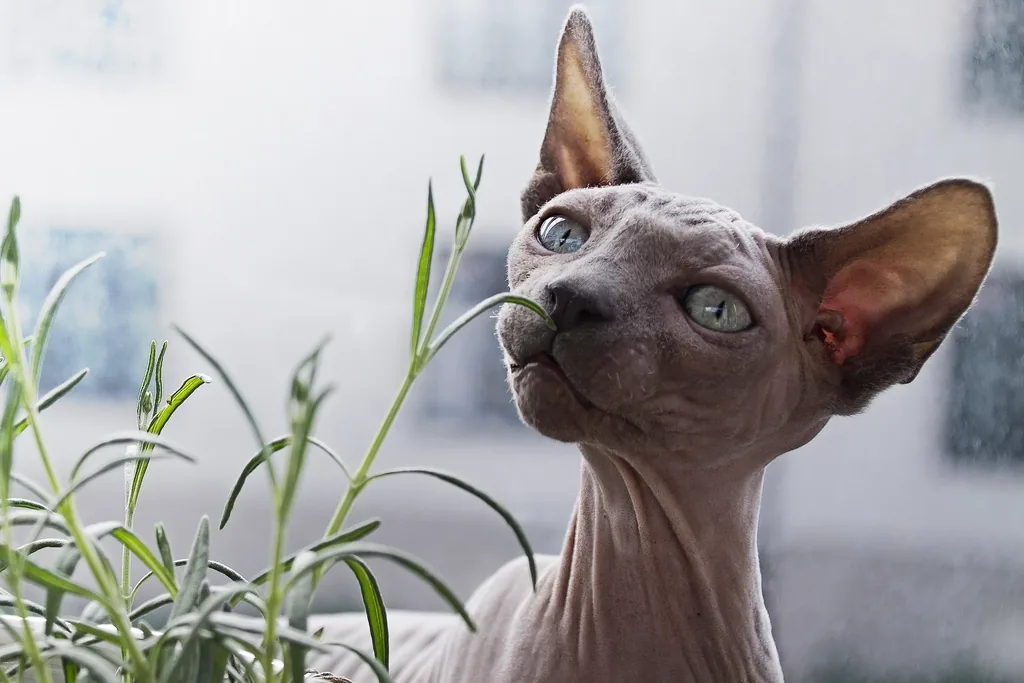 Chat Sphynx adulte sans poil, peau plissée et oreilles larges, assis et attentif, illustrant l'apparence caractéristique de la race