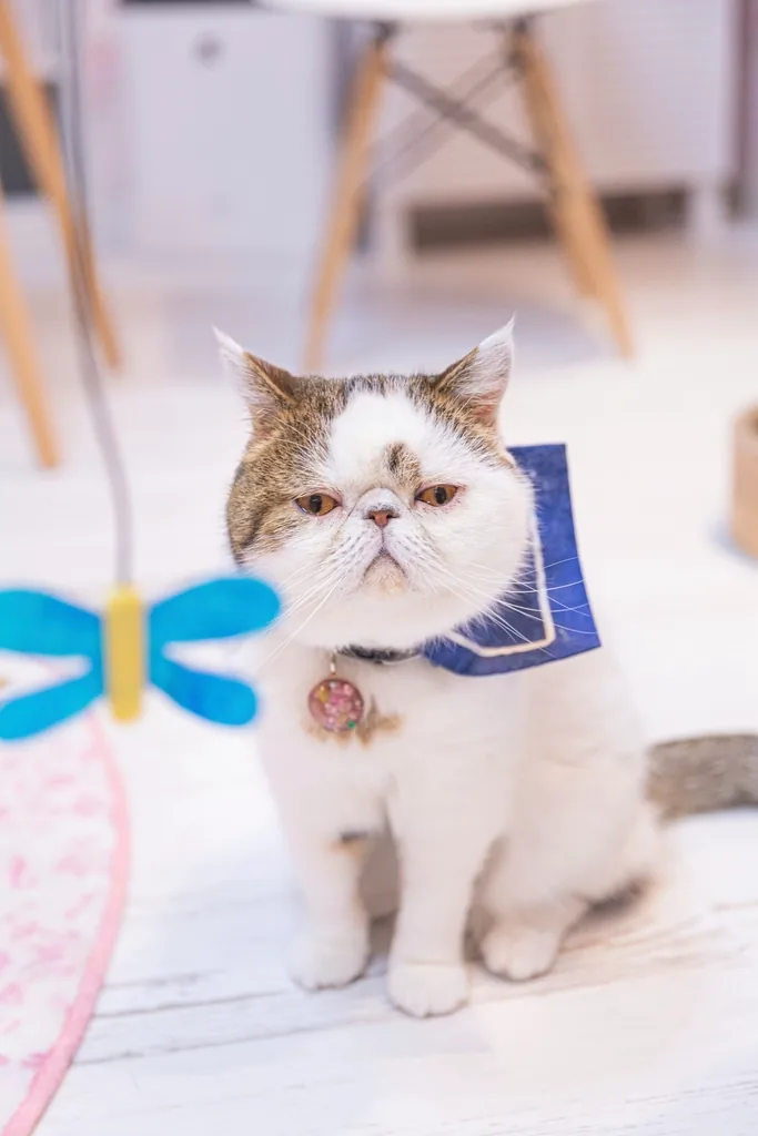 Exotic Shorthair au visage rond et au poil court, allongé et détendu, illustrant le calme caractéristique de la race