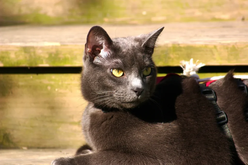 Chat Bleu russe au pelage gris argenté, assis et attentif, illustrant l'allure discrète et élégante de la race