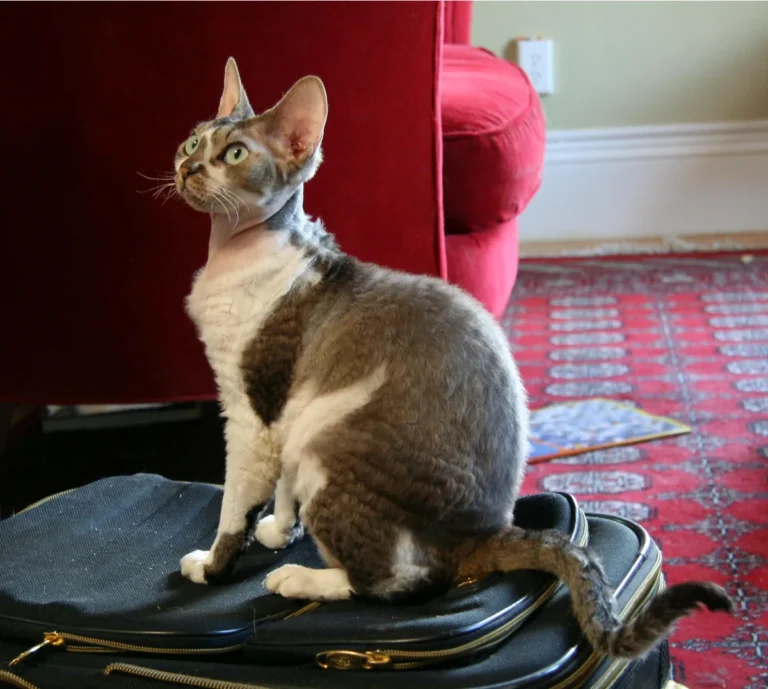 Devon Rex aux grandes oreilles et au poil ondulé clairsemé, assis dans un intérieur chauffé, illustrant l'allure atypique de la race