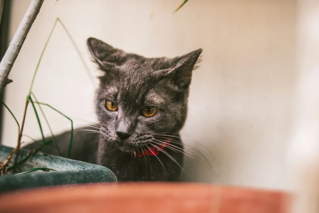 Chat Oriental au corps longiligne et aux grandes oreilles, assis et attentif, illustrant la silhouette caractéristique de la race