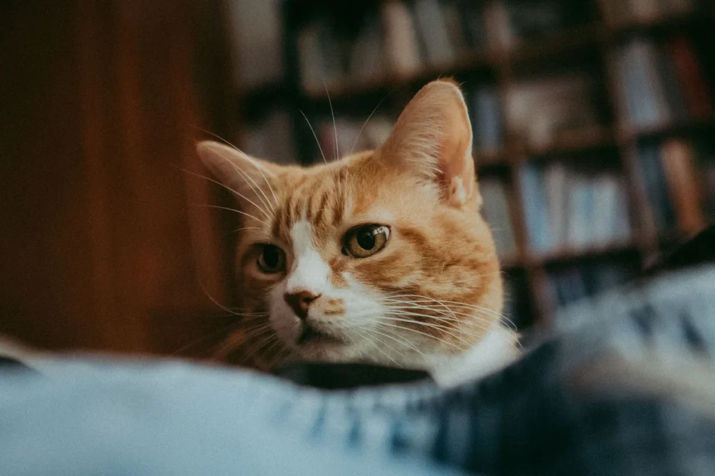 Chat Abyssin au pelage ticked roux-brun, debout et en alerte, illustrant l'allure athlétique de la race