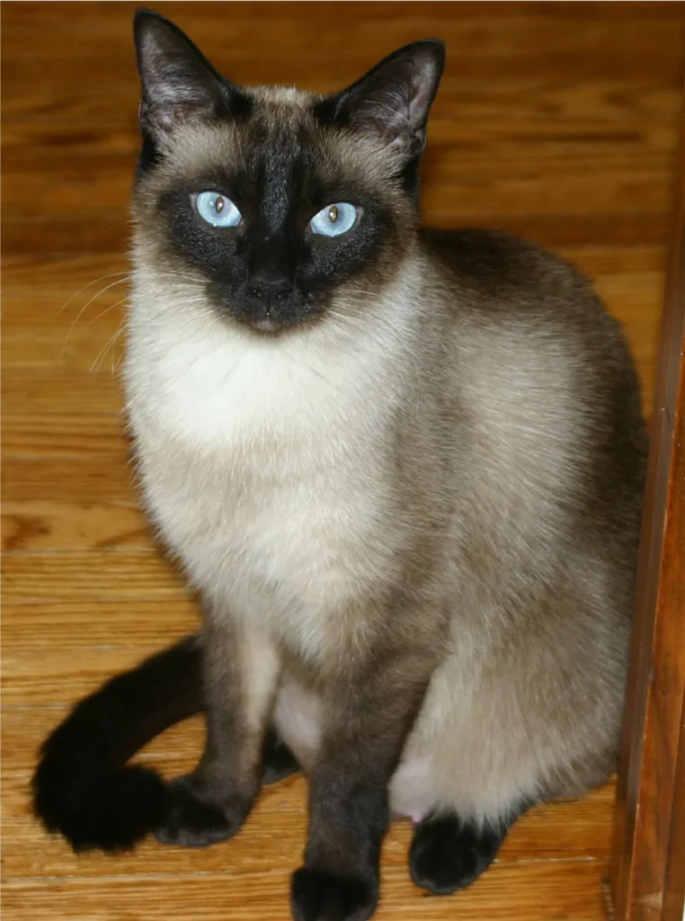 Chat Siamois au pelage colourpoint et aux yeux bleus, assis et attentif, illustrant la silhouette typique de la race