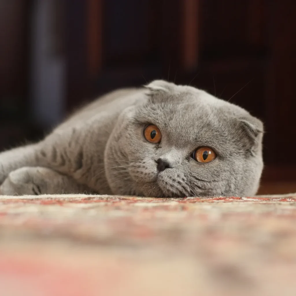 Chat Scottish Fold aux oreilles repliées et à la silhouette ronde, assis calmement, illustrant l'allure caractéristique de la race