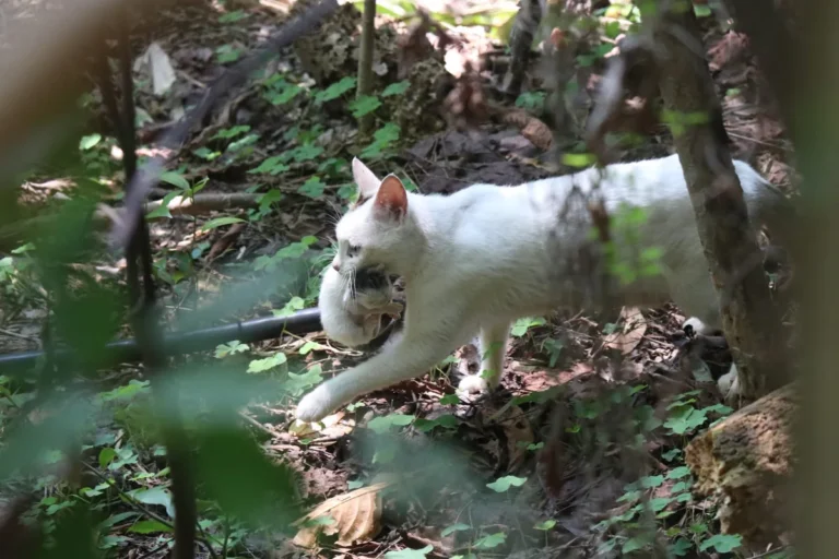 Angora turc au pelage blanc mi-long, assis et attentif, illustrant l'élégance de la race