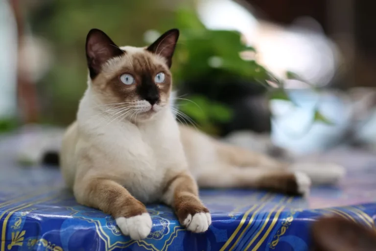 Chat Thaï au pelage court et pointes colorées, assis et vocal, illustrant la morphologie du Siamois traditionnel