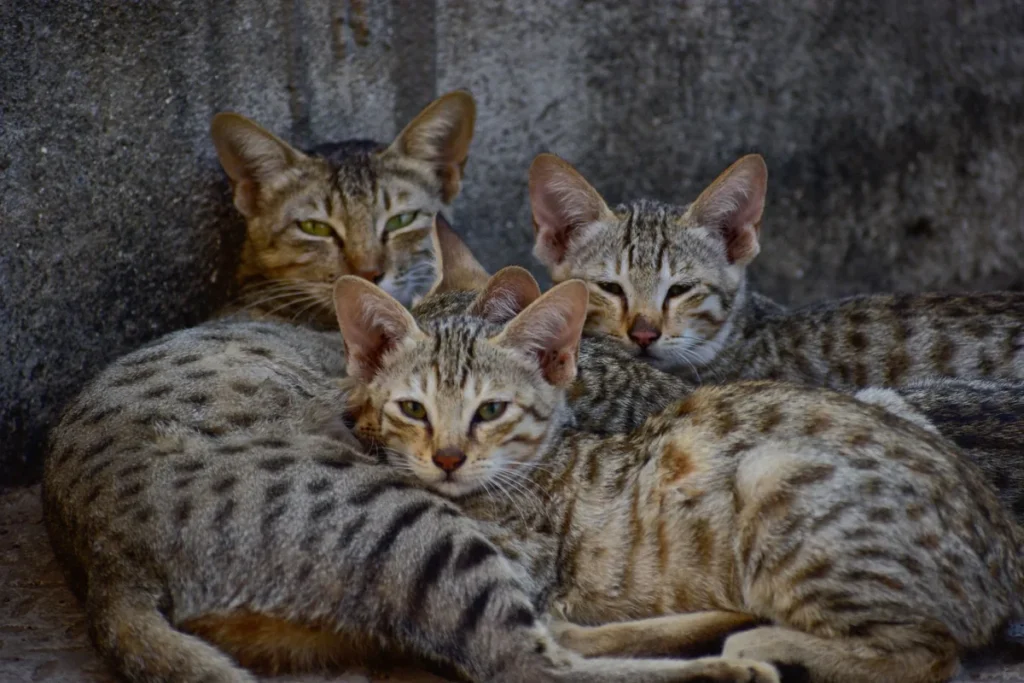 Chat Mau égyptien adulte au pelage naturellement tacheté, assis et attentif, illustrant l'allure athlétique de la race