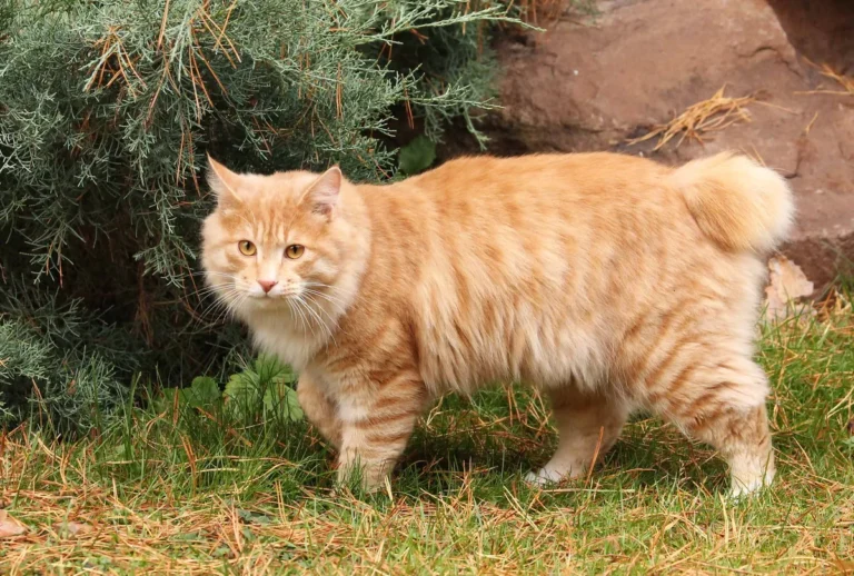 Kurilian Bobtail adulte à la queue courte caractéristique, observant son environnement dans un jardin