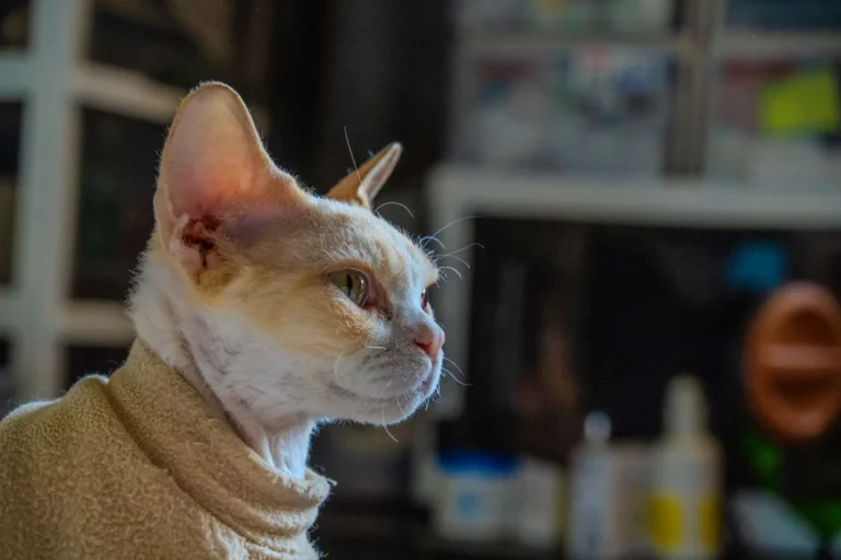 Cornish Rex adulte au pelage ondulé très court, silhouette longiligne et musclée, illustrant la finesse de son poil sans jarre