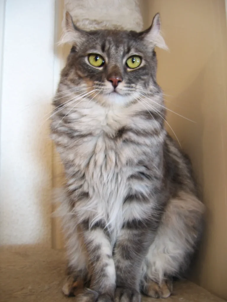 American Curl adulte de face, montrant ses oreilles recourbées vers l'arrière caractéristiques de la race