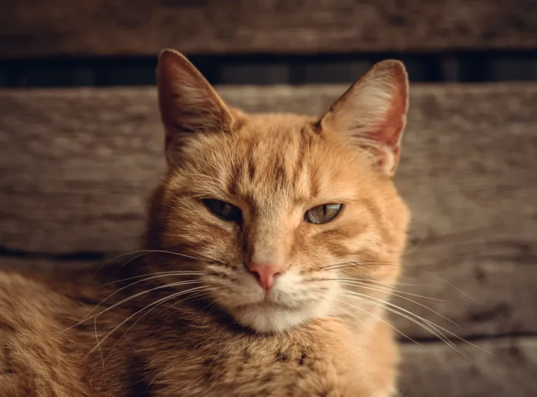 Chat au pelage ras tigré orange et noir, allongé et détendu dans un salon