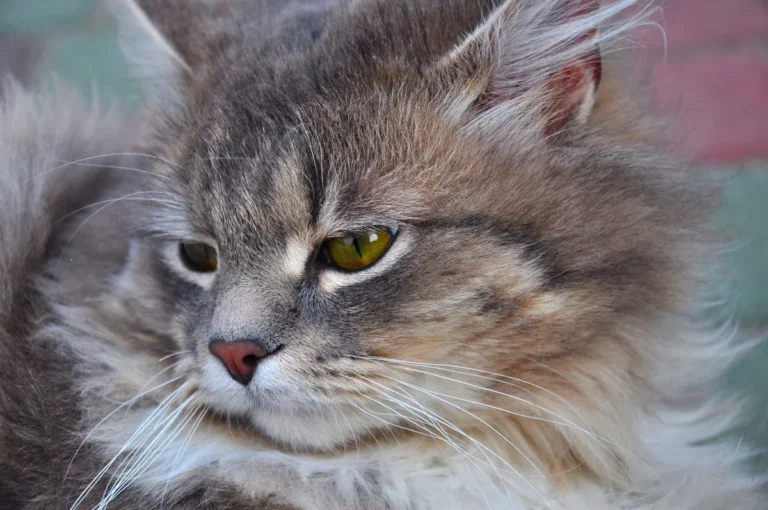 Chat gris au poil mi-long et aux yeux verts, assis calmement près d'une fenêtre