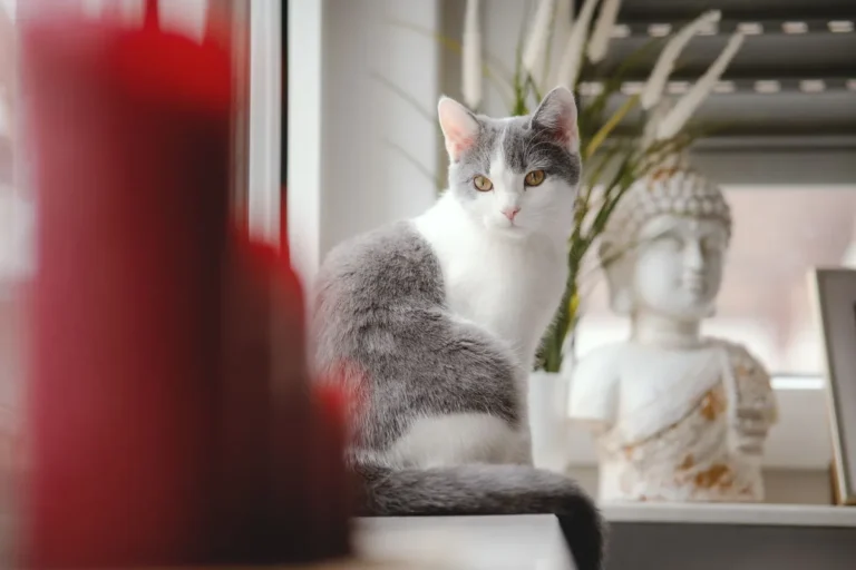 Chat calme assis dans un salon lumineux, regardant vers la fenêtre