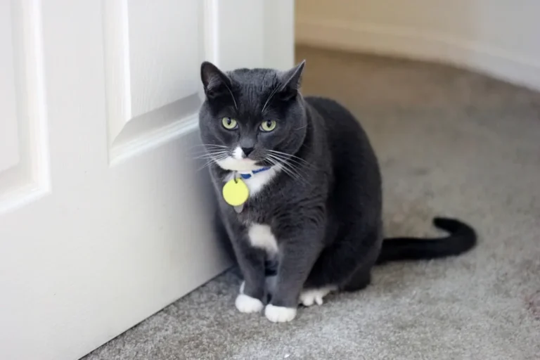Chat au pelage noir ras et brillant, allongé près de sa gamelle dans une pièce chauffée