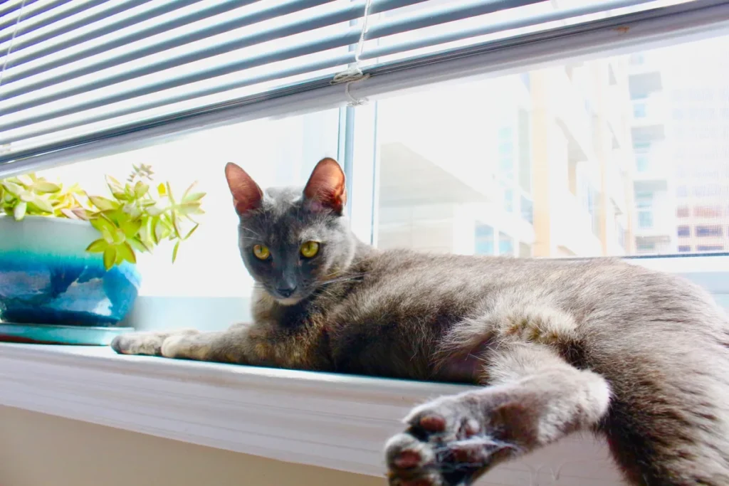 Chat Korat au pelage gris argenté court, assis dans un intérieur calme