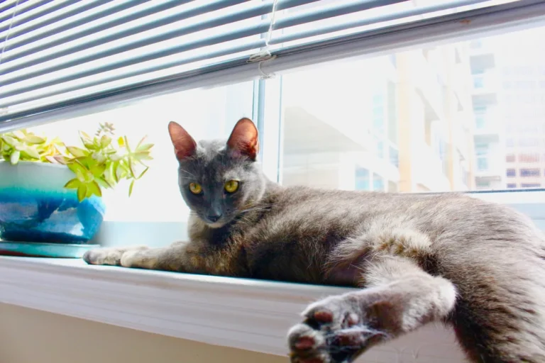 Chat Korat au pelage gris argenté court, assis dans un intérieur calme