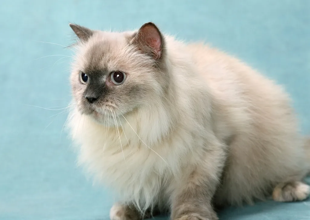 Chat Turc du lac de Van au pelage mi-long blanc et roux, jouant avec de l'eau